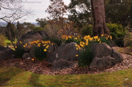 Japanese Gardens Cowra.041 12h29m14s2020 07 18 Japanese Gardens Cowra.041 12h29m14s2020 07 18