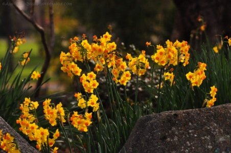 Japanese Gardens Cowra.042 12h29m21s2020 07 18 Japanese Gardens Cowra.042 12h29m21s2020 07 18