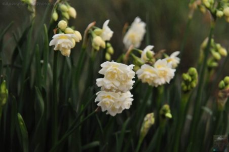 Japanese Gardens Cowra.045 12h30m40s2020 07 18 Japanese Gardens Cowra.045 12h30m40s2020 07 18