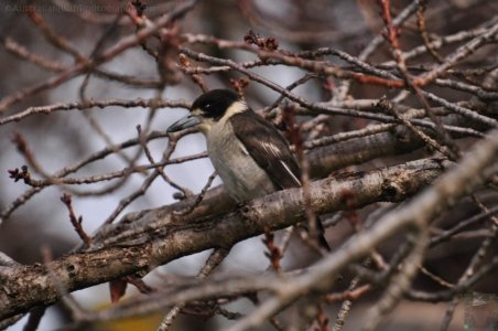 Japanese Gardens Cowra.049 12h33m29s2020 07 18 Japanese Gardens Cowra.049 12h33m29s2020 07 18