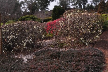 Japanese Gardens Cowra.055 12h36m35s2020 07 18 Japanese Gardens Cowra.055 12h36m35s2020 07 18