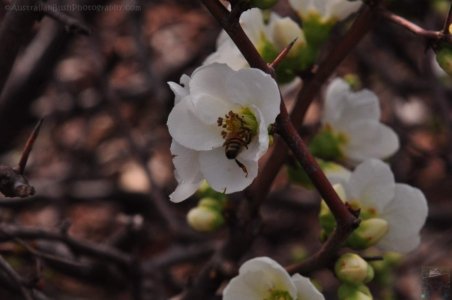 Japanese Gardens Cowra.056 12h36m48s2020 07 18 Japanese Gardens Cowra.056 12h36m48s2020 07 18