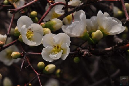 Japanese Gardens Cowra.058 12h37m22s2020 07 18 Japanese Gardens Cowra.058 12h37m22s2020 07 18