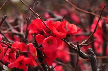 Japanese Gardens Cowra.059 12h37m51s2020 07 18 Japanese Gardens Cowra.059 12h37m51s2020 07 18