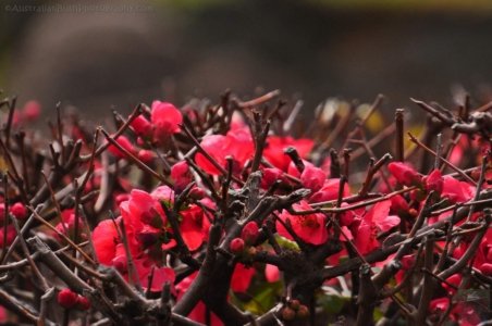 Japanese Gardens Cowra.060 12h38m16s2020 07 18 Japanese Gardens Cowra.060 12h38m16s2020 07 18