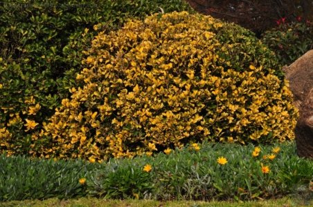 Japanese Gardens Cowra.061 12h38m41s2020 07 18 Japanese Gardens Cowra.061 12h38m41s2020 07 18