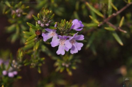 Japanese Gardens Cowra.063 12h40m37s2020 07 18 Japanese Gardens Cowra.063 12h40m37s2020 07 18
