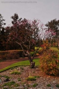 Japanese Gardens Cowra.064 12h43m00s2020 07 18 Japanese Gardens Cowra.064 12h43m00s2020 07 18