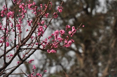 Japanese Gardens Cowra.065 12h43m11s2020 07 18 Japanese Gardens Cowra.065 12h43m11s2020 07 18