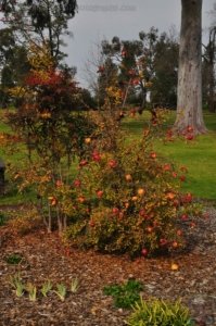 Japanese Gardens Cowra.066 12h43m22s2020 07 18 Japanese Gardens Cowra.066 12h43m22s2020 07 18