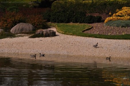 Japanese Gardens Cowra.070 13h01m55s2020 07 18 Japanese Gardens Cowra.070 13h01m55s2020 07 18