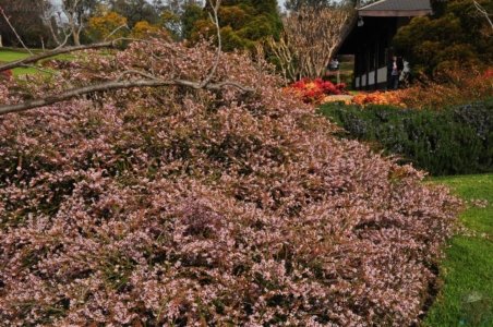 Japanese Gardens Cowra.071 13h02m06s2020 07 18 Japanese Gardens Cowra.071 13h02m06s2020 07 18