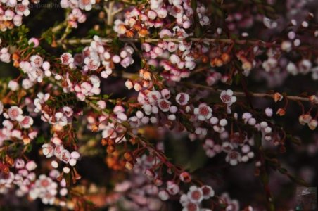 Japanese Gardens Cowra.072 13h02m25s2020 07 18 Japanese Gardens Cowra.072 13h02m25s2020 07 18