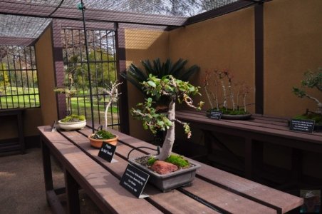 Japanese Gardens Cowra.074 13h04m31s2020 07 18 Japanese Gardens Cowra.074 13h04m31s2020 07 18