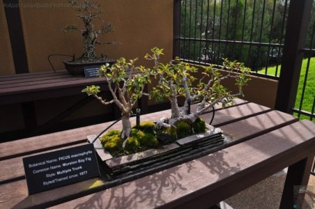 Japanese Gardens Cowra.075 13h04m39s2020 07 18 Japanese Gardens Cowra.075 13h04m39s2020 07 18