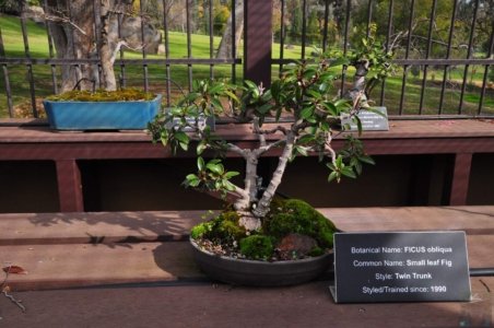 Japanese Gardens Cowra.078 13h06m22s2020 07 18 Japanese Gardens Cowra.078 13h06m22s2020 07 18