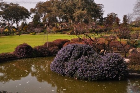 Japanese Gardens Cowra.080 13h08m10s2020 07 18 Japanese Gardens Cowra.080 13h08m10s2020 07 18