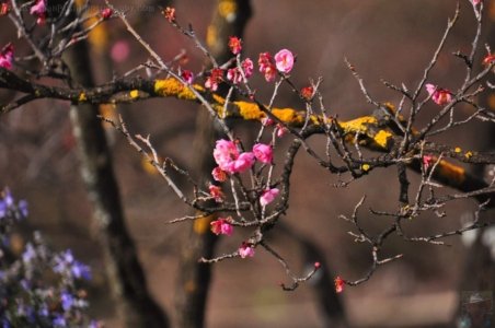 Japanese Gardens Cowra.081 13h08m20s2020 07 18 Japanese Gardens Cowra.081 13h08m20s2020 07 18