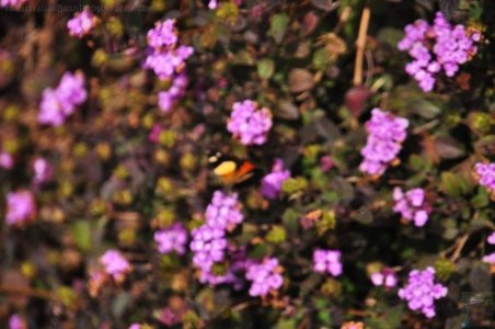 Japanese Gardens Cowra.082 13h08m43s2020 07 18 Japanese Gardens Cowra.082 13h08m43s2020 07 18