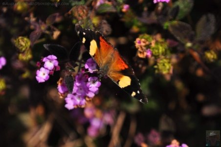 Japanese Gardens Cowra.085 13h09m13s2020 07 18 Japanese Gardens Cowra.085 13h09m13s2020 07 18