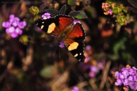 Japanese Gardens Cowra.086 13h09m18s2020 07 18 Japanese Gardens Cowra.086 13h09m18s2020 07 18