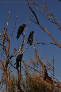 Warden Head Ulladulla.057 13h41m13s2020 07 09 Warden Head Ulladulla.057 13h41m13s2020 07 09