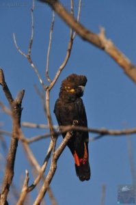 Warden Head Ulladulla.066 13h49m48s2020 07 09 Warden Head Ulladulla.066 13h49m48s2020 07 09