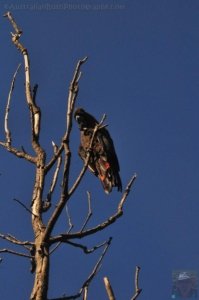 Warden Head Ulladulla.067 13h50m01s2020 07 09 Warden Head Ulladulla.067 13h50m01s2020 07 09