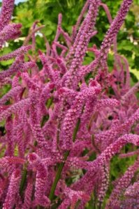 Laurel Bank Park Toooomba.009 11h22m08s2020 09 23 Laurel Bank Park Toooomba.009 11h22m08s2020 09 23