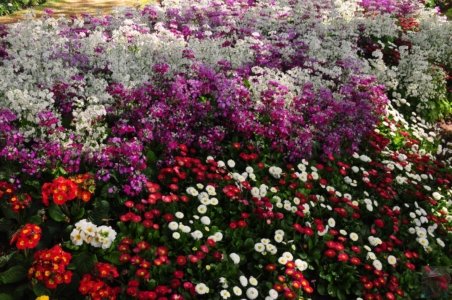 Laurel Bank Park Toooomba.024 11h31m22s2020 09 23 1 Laurel Bank Park Toooomba.024 11h31m22s2020 09 23 1