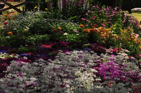 Laurel Bank Park Toooomba.025 11h31m29s2020 09 23 Laurel Bank Park Toooomba.025 11h31m29s2020 09 23