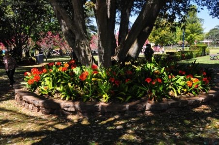 Laurel Bank Park Toooomba.033 11h35m45s2020 09 23 Laurel Bank Park Toooomba.033 11h35m45s2020 09 23