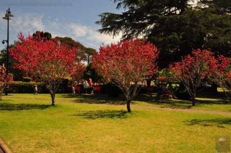 Laurel Bank Park Toooomba.037 11h38m03s2020 09 23 Laurel Bank Park Toooomba.037 11h38m03s2020 09 23