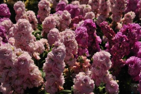 Queens Park.006 11h40m30s2020 09 27 Queens Park.006 11h40m30s2020 09 27