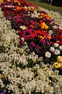 Queens Park.023 11h57m15s2020 09 27 Queens Park.023 11h57m15s2020 09 27