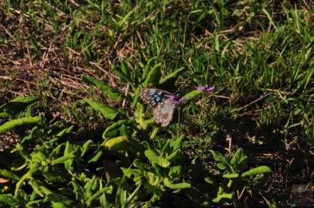 Mount Peel Toowoomba.047 15h44m10s2020 10 26 Mount Peel Toowoomba.047 15h44m10s2020 10 26