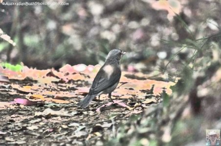 Rainforest and Palm Creek Circuits.009 11h09m09s2020 09 17 jpg Rainforest and Palm Creek Circuits.009 11h09m09s2020 09 17 jpg