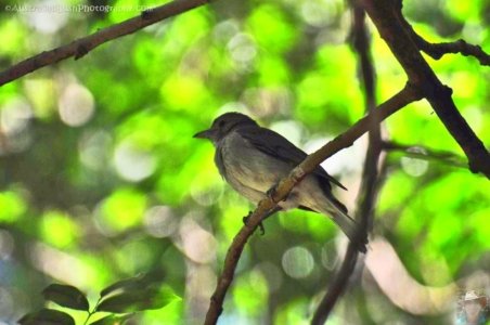 Rainforest and Palm Creek Circuits.014 11h09m35s2020 09 17 jpg Rainforest and Palm Creek Circuits.014 11h09m35s2020 09 17 jpg