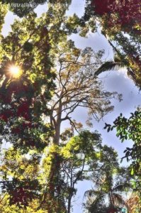 Rainforest and Palm Creek Circuits.019 11h11m25s2020 09 17 jpg Rainforest and Palm Creek Circuits.019 11h11m25s2020 09 17 jpg