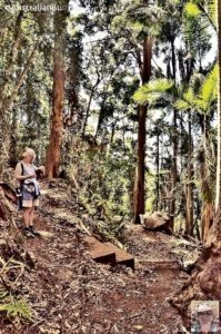 Rainforest and Palm Creek Circuits.026 11h20m30s2020 09 17 jpg Rainforest and Palm Creek Circuits.026 11h20m30s2020 09 17 jpg