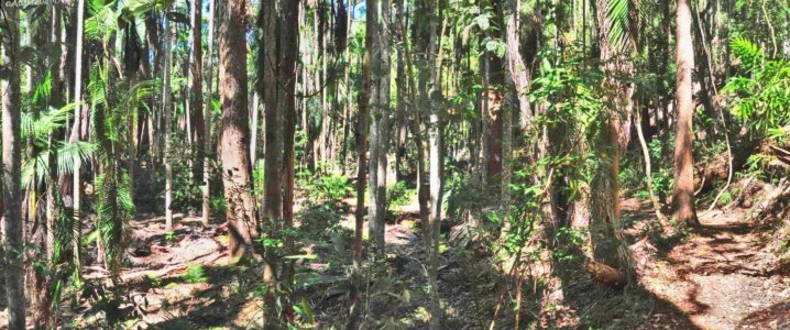 Rainforest and Palm Creek Circuits.0345 Rainforest and Palm Creek Circuits.0345