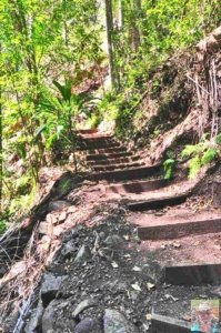 Rainforest and Palm Creek Circuits.037 11h36m30s2020 09 17 jpg Rainforest and Palm Creek Circuits.037 11h36m30s2020 09 17 jpg