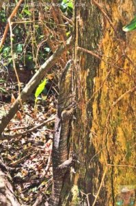 Rainforest and Palm Creek Circuits.068 12h19m52s2020 09 17 jpg Rainforest and Palm Creek Circuits.068 12h19m52s2020 09 17 jpg