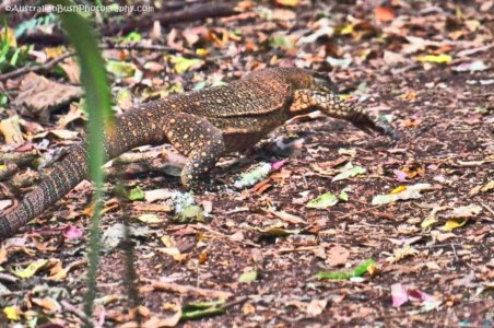 Rainforest and Palm Creek Circuits.074 12h23m34s2020 09 17 jpg Rainforest and Palm Creek Circuits.074 12h23m34s2020 09 17 jpg