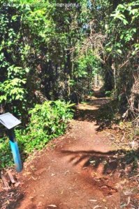 Rainforest and Palm Creek Circuits.080 12h36m24s2020 09 17 jpg Rainforest and Palm Creek Circuits.080 12h36m24s2020 09 17 jpg