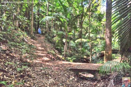 Rainforest and Palm Creek Circuits.091 13h01m00s2020 09 17 jpg Rainforest and Palm Creek Circuits.091 13h01m00s2020 09 17 jpg