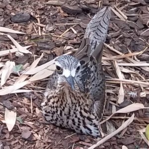 20201107 153319 20201107 153319