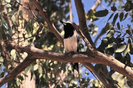 Carnarvon NP Dargonelly Campground.008 09h23m57s2020 11 21