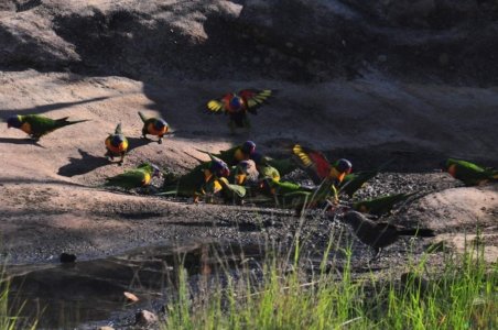 Carnarvon NP Dargonelly Campground.011 07h18m53s2020 11 22