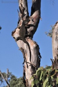 Carnarvon NP Dargonelly Campground.022 07h33m29s2020 11 22